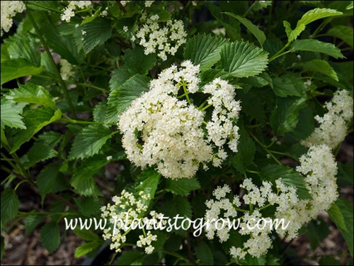 White flowers and glossy green serrated leaves.